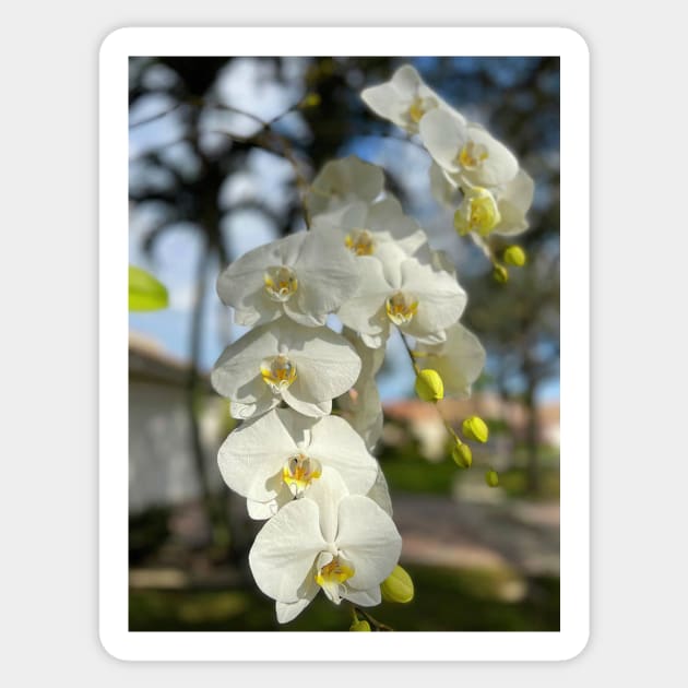 White Orchid With Yellow Sticker by KarenZukArt